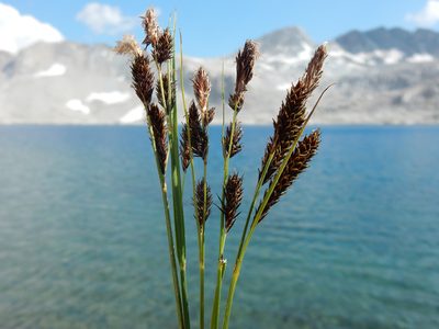 Carex luzulina, photographed by Matt Lavin