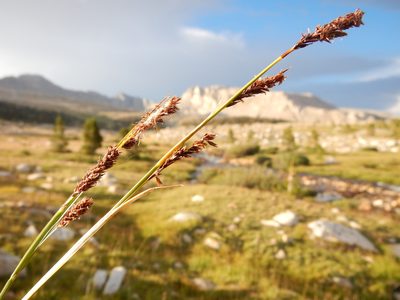 Carex luzulina, photographed by Matt Lavin