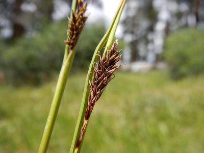 Carex luzulina, photographed by Matt Lavin