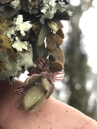 Andinia persimilis, photographed by Nicolás Baresch Uribe