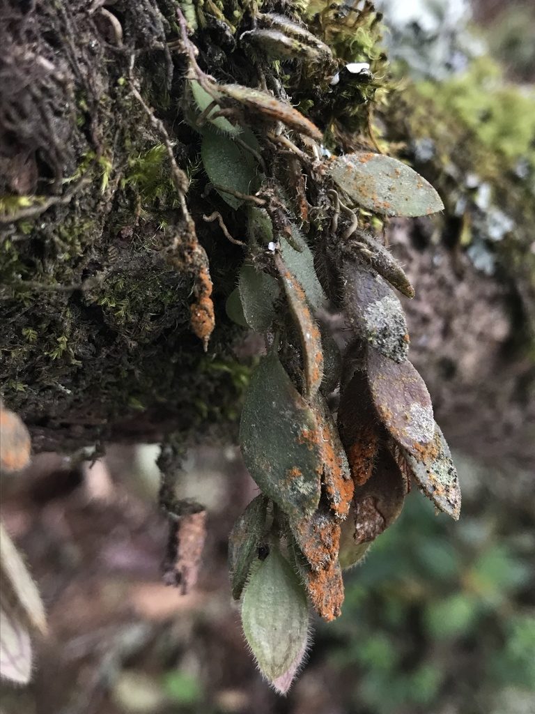 Andinia persimilis, photographed by Nicolás Baresch Uribe
