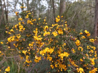 Pultenaea juniperina, photographed by Cowirrie