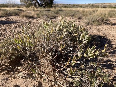 Acleisanthes lanceolata, photographed by Cecelia Alexander