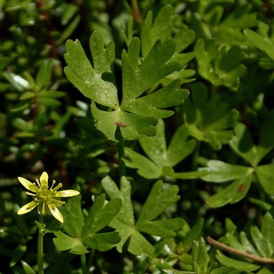 Ranunculus amphitrichus, photographed by Max Campbell