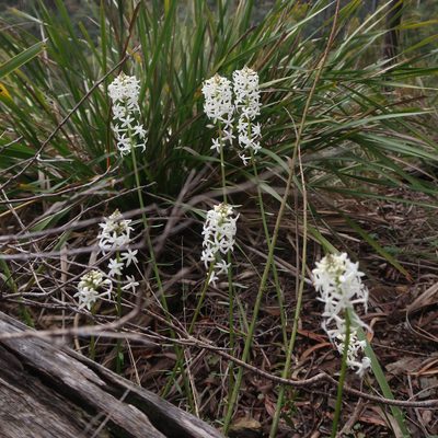 Stackhousia monogyna, photographed by Cowirrie