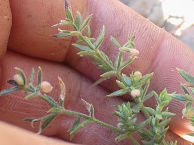 Galium californicum, photographed by Trevor Van Loon