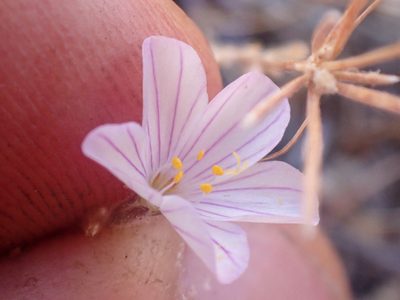 Leptosiphon liniflorus, photographed by Trevor Van Loon