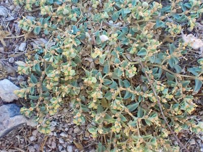 Euphorbia ocellata, photographed by Trevor Van Loon