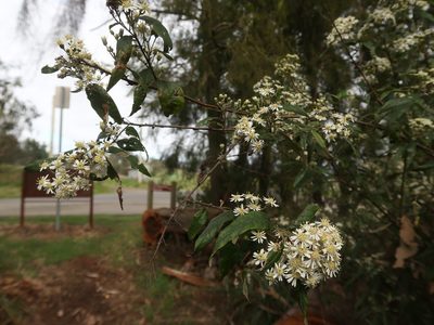 Olearia lirata, photographed by Cowirrie