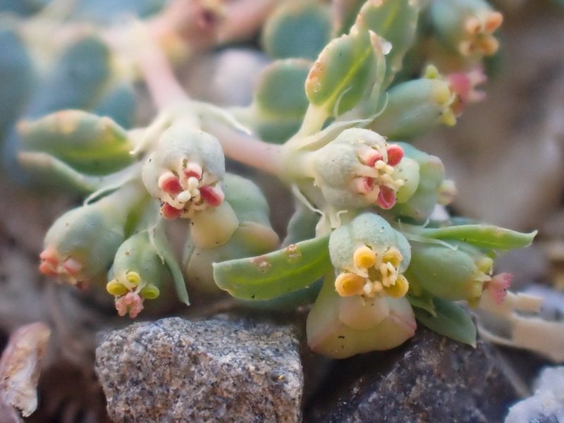 Euphorbia ocellata, photographed by Trevor Van Loon