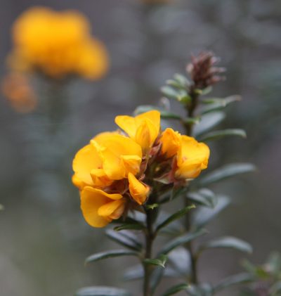Oxylobium ellipticum, photographed by John Brew
