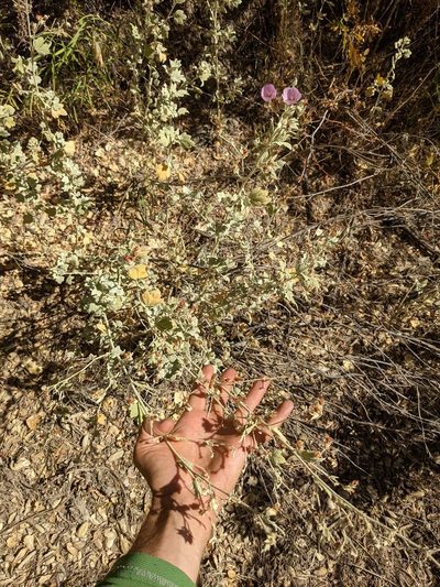 Malacothamnus abbottii, photographed by Trevor Van Loon
