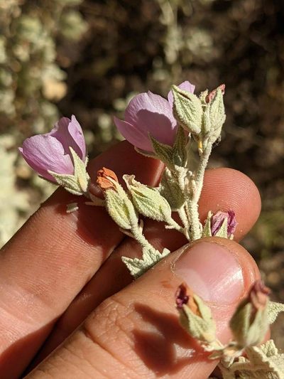Malacothamnus abbottii, photographed by Trevor Van Loon