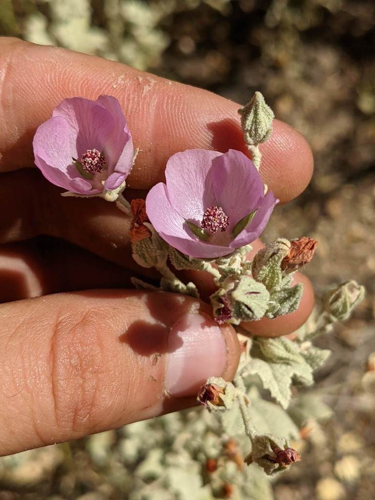 Malacothamnus abbottii, photographed by Trevor Van Loon