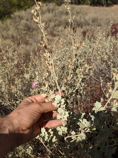 Malacothamnus abbottii, photographed by Trevor Van Loon