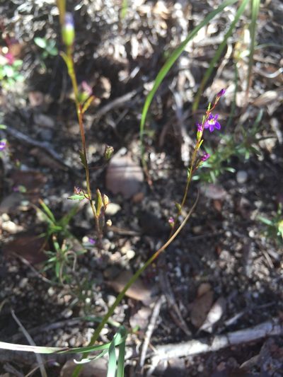 Diastatea micrantha, photographed by Oscar C. González Martínez