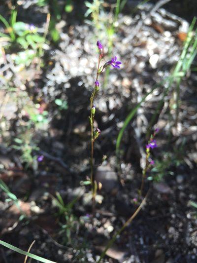 Diastatea micrantha, photographed by Oscar C. González Martínez