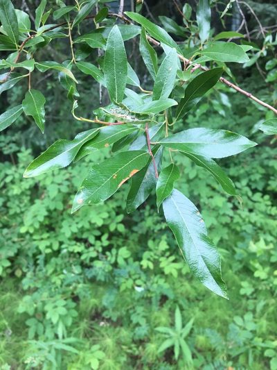 Salix arbusculoides, photographed by Vincent Weber