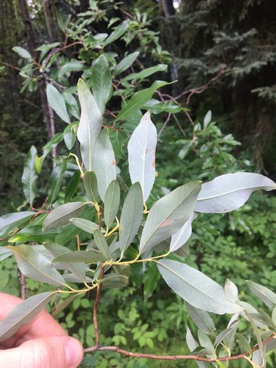Salix arbusculoides, photographed by Vincent Weber