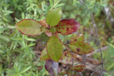 Alseuosmia banksii, photographed by Oscar Dove