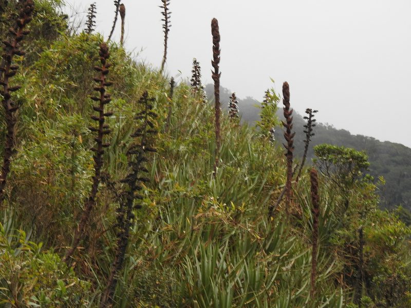 Puya atra, photographed by Naturalist Tours
