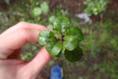 Alseuosmia banksii