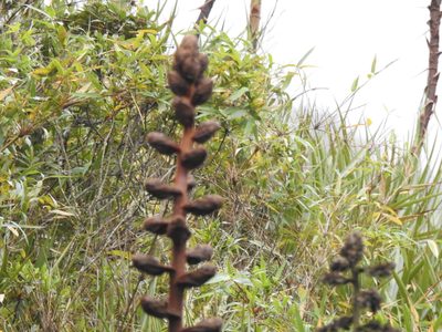 Puya atra, photographed by Naturalist Tours