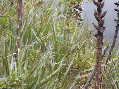 Puya atra, photographed by Naturalist Tours