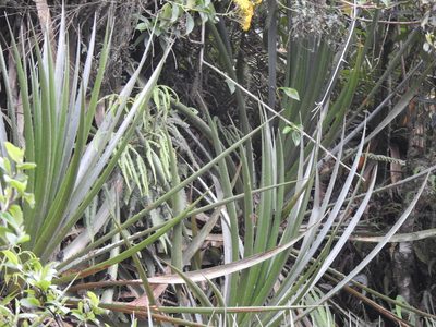 Puya atra, photographed by Naturalist Tours