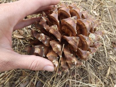 Pinus sabiniana, photographed by Amy