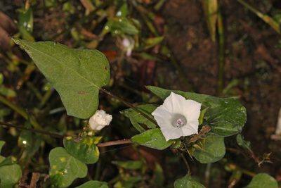 Ipomoea lacunosa, photographed by Judy Gallagher