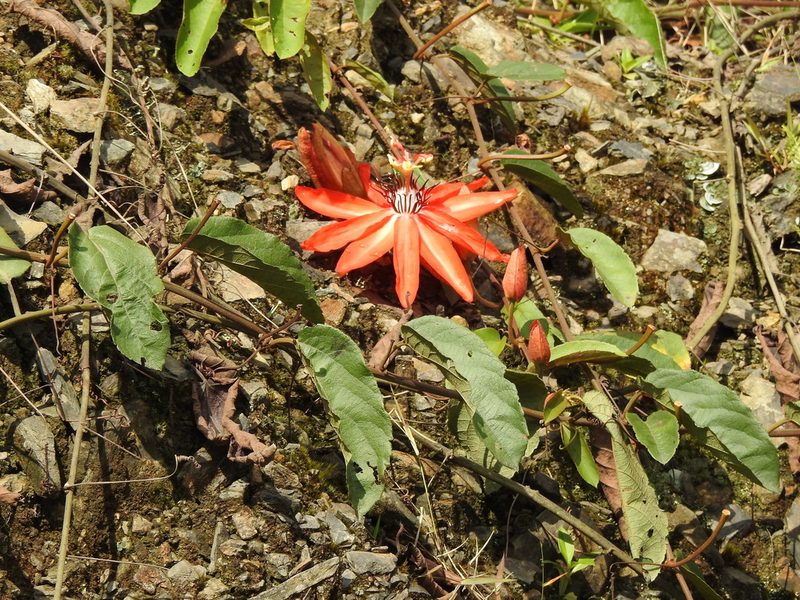 Passiflora miniata, photographed by Naturalist Tours