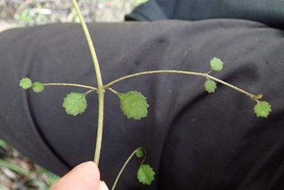 Rhabdothamnus solandri, photographed by Oscar Dove