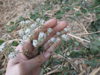 Lepidium latifolium, photographed by Amy