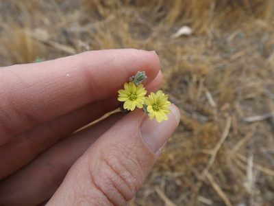Lagophylla ramosissima, photographed by Amy