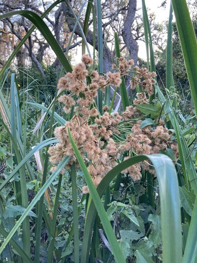 Cyperus byssaceus, photographed by Facundo Chieffo