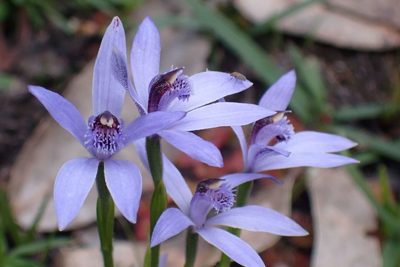 Pheladenia deformis, photographed by Peter Crowcroft