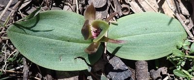 Chiloglottis valida, photographed by Peter Crowcroft