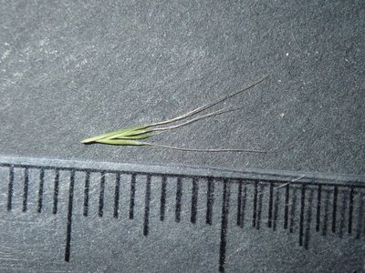 Festuca bromoides, photographed by Thomas Mesaglio