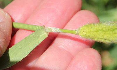 Polypogon interruptus, photographed by Millie Basden