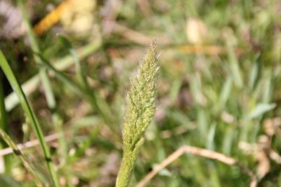 Polypogon interruptus, photographed by Millie Basden