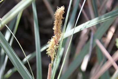 Carex spissa, photographed by Millie Basden