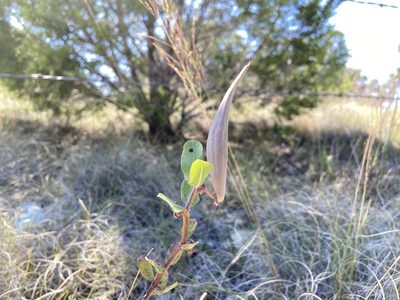 Asclepias viridiflora, photographed by Reid Hardin