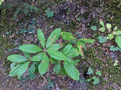 Rhododendron macrophyllum, photographed by David Anderson