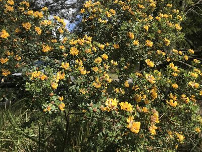Pultenaea daphnoides, photographed by Miguel de Salas