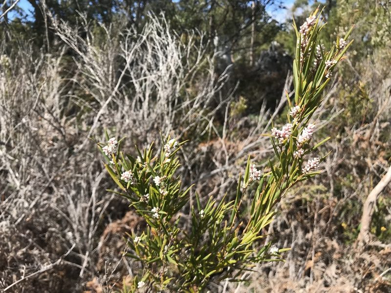 Leucopogon australis, photographed by Miguel de Salas