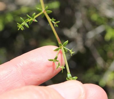 Galium nuttallii, photographed by Millie Basden