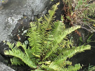 Nephrolepis brownii, photographed by Lsf
