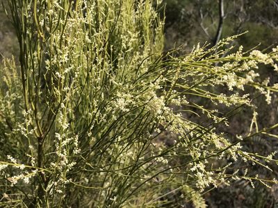 Leptomeria drupacea, photographed by Miguel de Salas