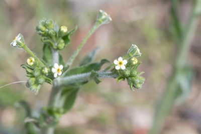 Hackelia suaveolens, photographed by Andrew Allen